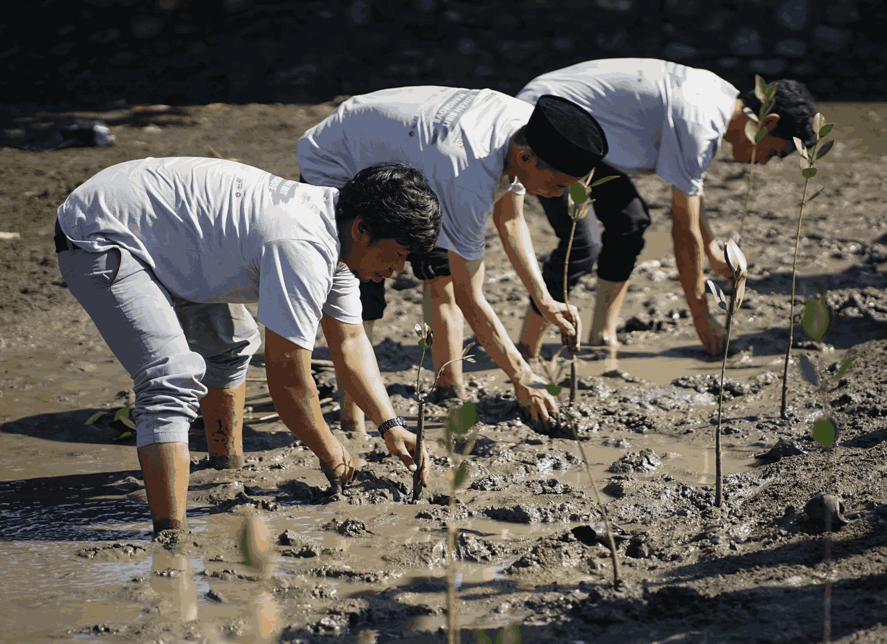 Environmental Sustainability Commitment: Telkom Indonesia Distributes Mangrove Nursery Assistance and Conducts Restoration in NTB